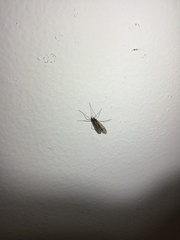 Trichocera