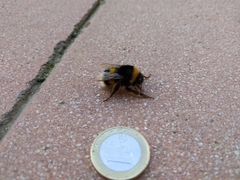 Bombus terrestris lusitanicus