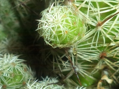 Mammillaria vetula gracilis