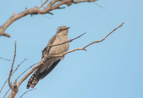 Heteroscenes pallidus