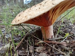 Lactarius deliciosus