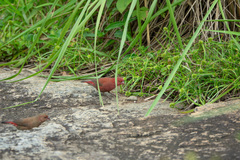 Lagonosticta senegala