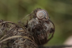 Caucasotachea vindobonensis