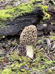Morchella
