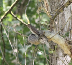 Muscicapa striata striata