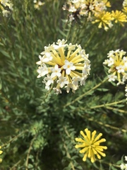 Stellera chamaejasme