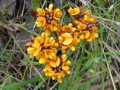 Pultenaea sericea