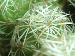 Mammillaria vetula gracilis
