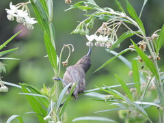 Myzomela obscura