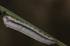 Tenthredopsis