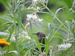 Myzomela obscura