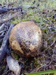 Pisolithus marmoratus