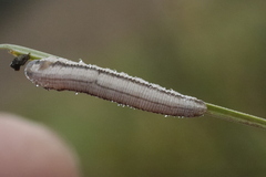 Tenthredopsis