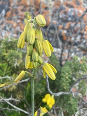 Albuca cooperi