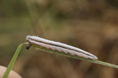 Tenthredopsis