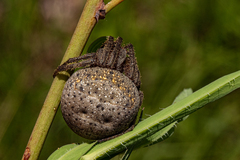 Pararaneus