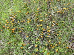 Pultenaea sericea