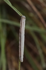 Tenthredopsis