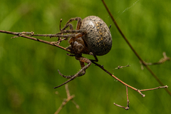 Pararaneus