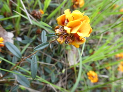 Pultenaea sericea