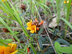 Pultenaea sericea