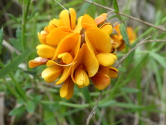 Pultenaea sericea