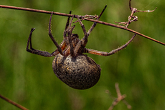 Pararaneus
