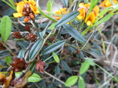 Pultenaea sericea