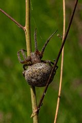Pararaneus