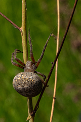 Pararaneus