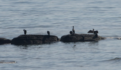 Phalacrocorax capillatus