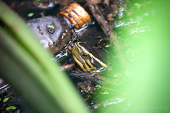 Cuora amboinensis kamaroma