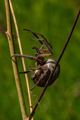 Pararaneus