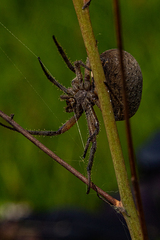 Pararaneus