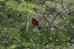 Laniarius erythrogaster