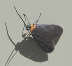 Pollanisus subdolosa