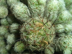 Mammillaria vetula gracilis