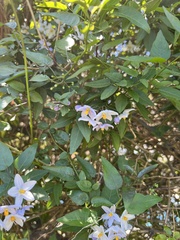 Solanum laxum