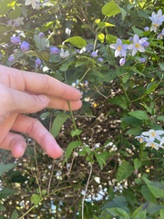 Solanum laxum