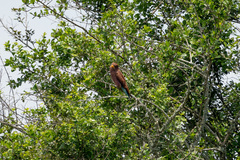 Eurystomus glaucurus