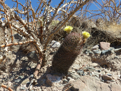 Acanthocalycium thionanthum