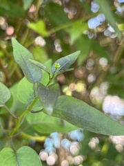 Solanum laxum