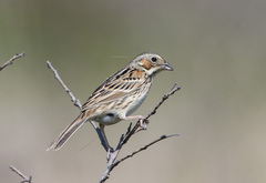 Emberiza fucata