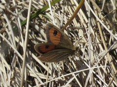 Argyrophenga antipodum