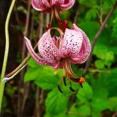 Lilium martagon pilosiusculum