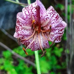Lilium martagon pilosiusculum