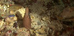 Gymnothorax zonipectis
