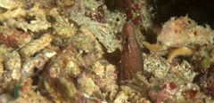 Gymnothorax zonipectis