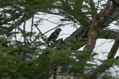 Poicephalus meyeri