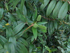 Freycinetia scandens